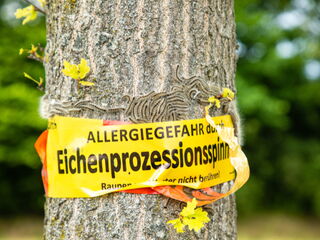 Befall von Eichenprozessionsspinner